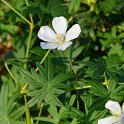 Geranium sanguineum 'Album'